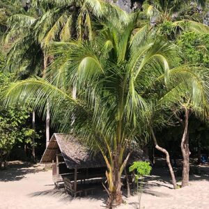island hopping in coron philippines