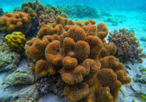 Twin Peaks Coral Garden